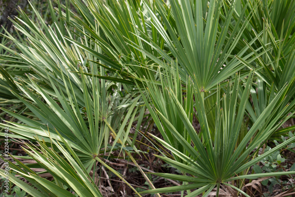 palm shrubs fill the screen