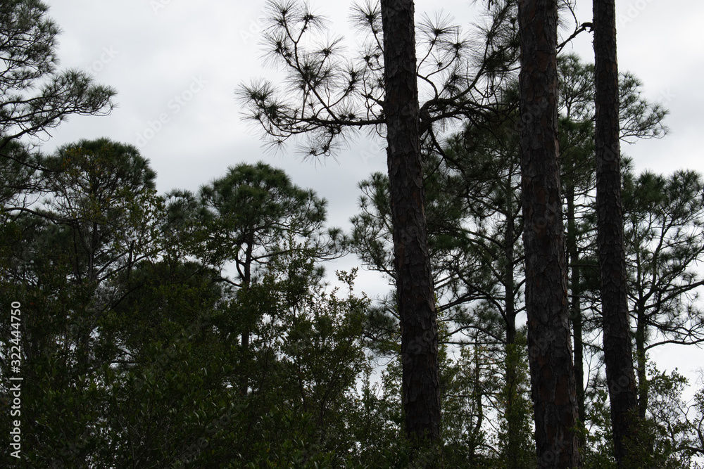 pine tree silhouette