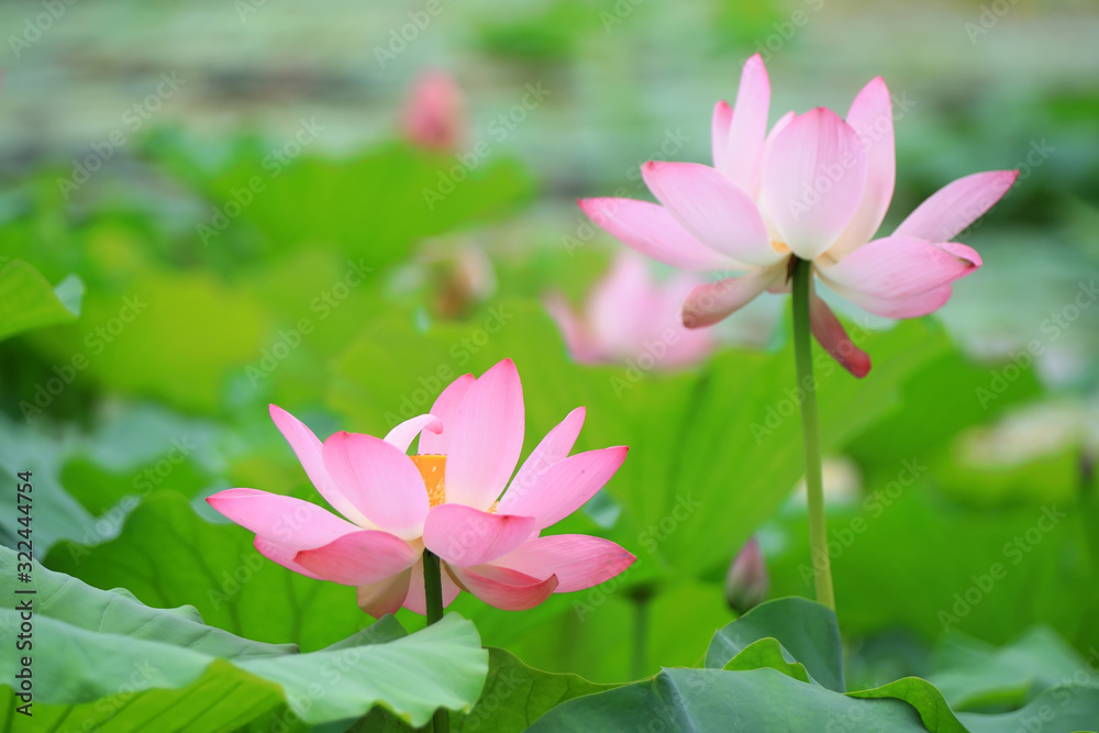 Beautiful pink lotus, close-up photos