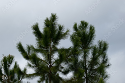 Fototapeta Naklejka Na Ścianę i Meble -  long pine needle tree