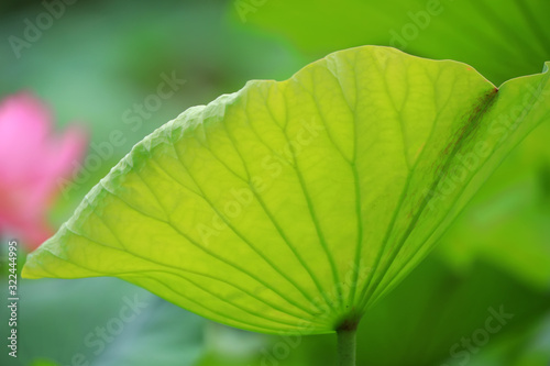 Fresh lotus leaves with very clear veins