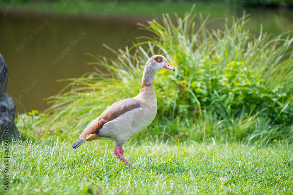 duck in the park duck in the park