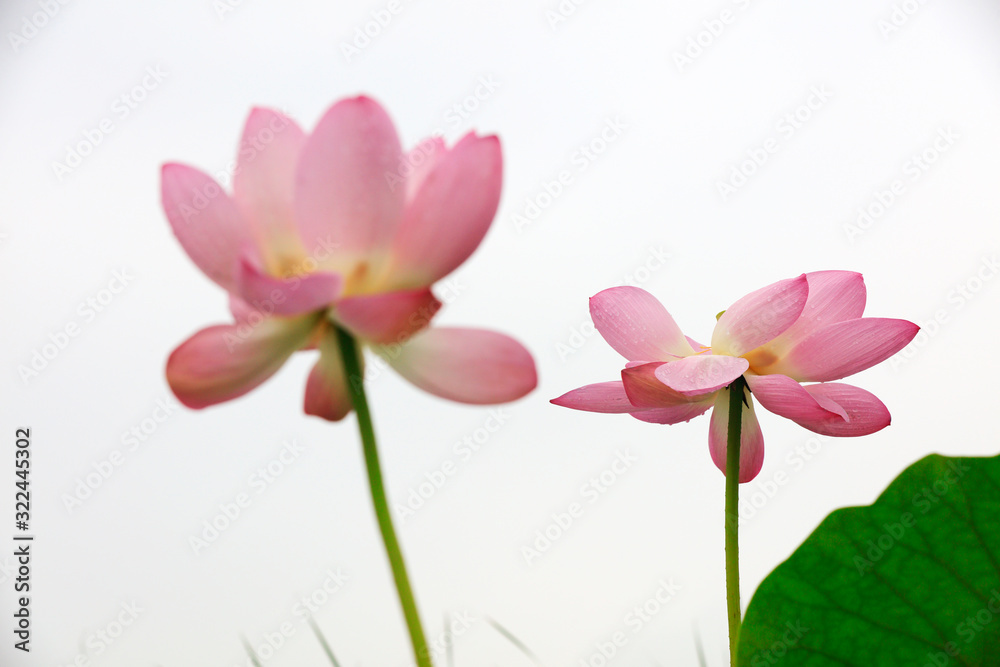 Lotus in the pond