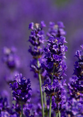 Acrylglasbilder Pflaumen Lavendelblüte im violetten Sommerfeld  © lltmphoto
