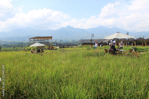 Paddy field cafe tour in Pujon, Malang district, East Java, Indonesia