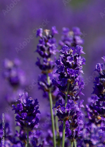 Closeup of blooming lavender stem in field of purple 