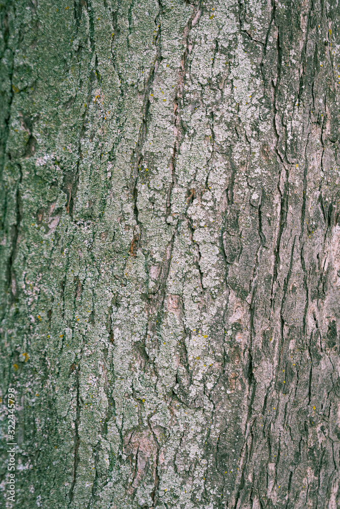 background made of old tree bark, wood, texture and patterns background made of old tree bark, wood, texture and patterns