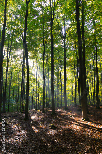 sunlight shining through tall green trees in woodland forest
