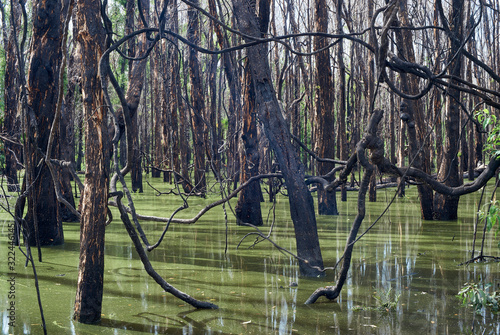 Floodwater swamps a subtropical forest, the scorched trees having endured major bushfires only a few weeks ago; one natural disaster after another in eastern Australia, in 2020.                       