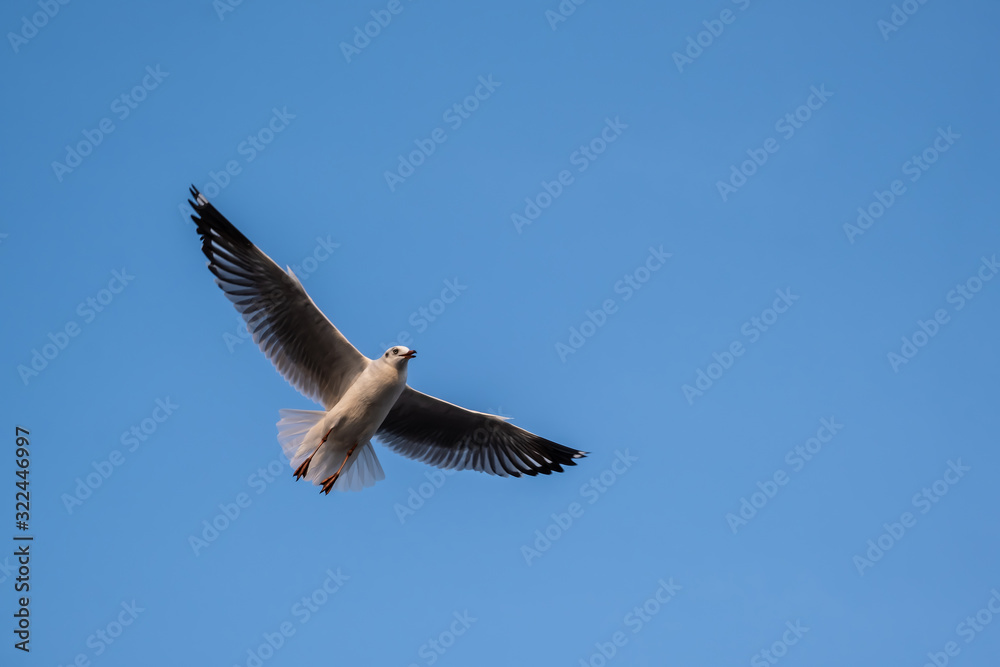 Fototapeta premium Seagulls flying in the blue sky.