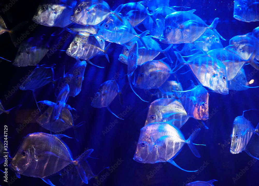 A large school of Lookdown fish under the blue lights A large school of Lookdown fish under the blue lights