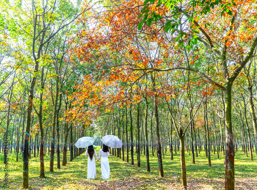 Rubber trees change their leaves in the early sunshine in the peaceful countryside of Vietnam photo