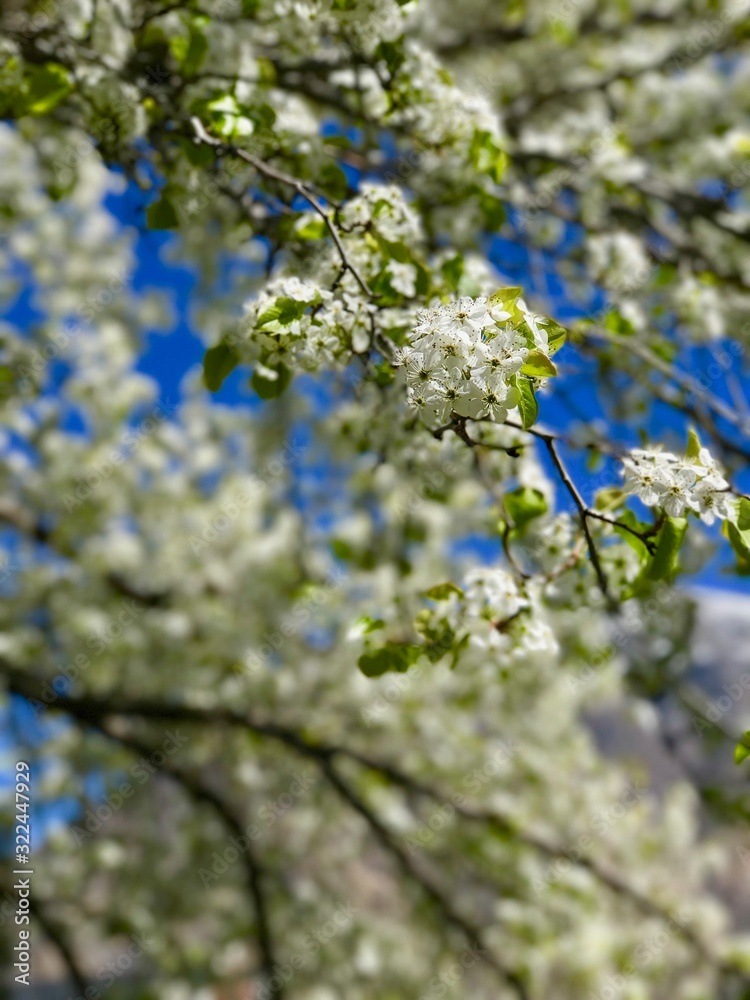 flowers and trees of all seasons