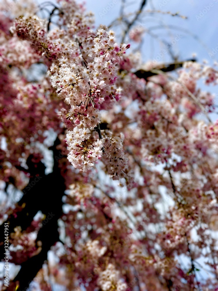 flowers and trees of all seasons flowers and trees of all seasons