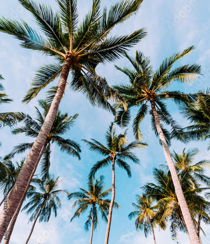 coconut palm tree on the beach of thailand  coconut tree with blur sky on the beach for summer concept background.