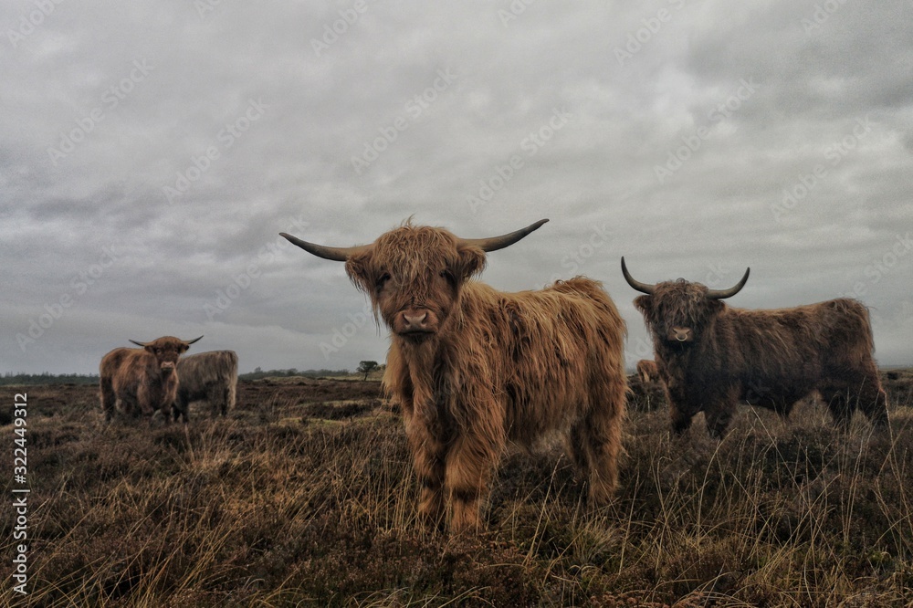 Beautiful shot of a group of long-haired highland cattle with a cloudy gray sky in the background - obrazy, fototapety, plakaty 