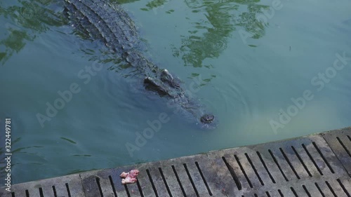 Crocodile in water close-up. Crocodile swimming