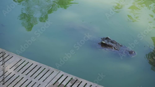 Crocodile in water close-up. Crocodile swimming
