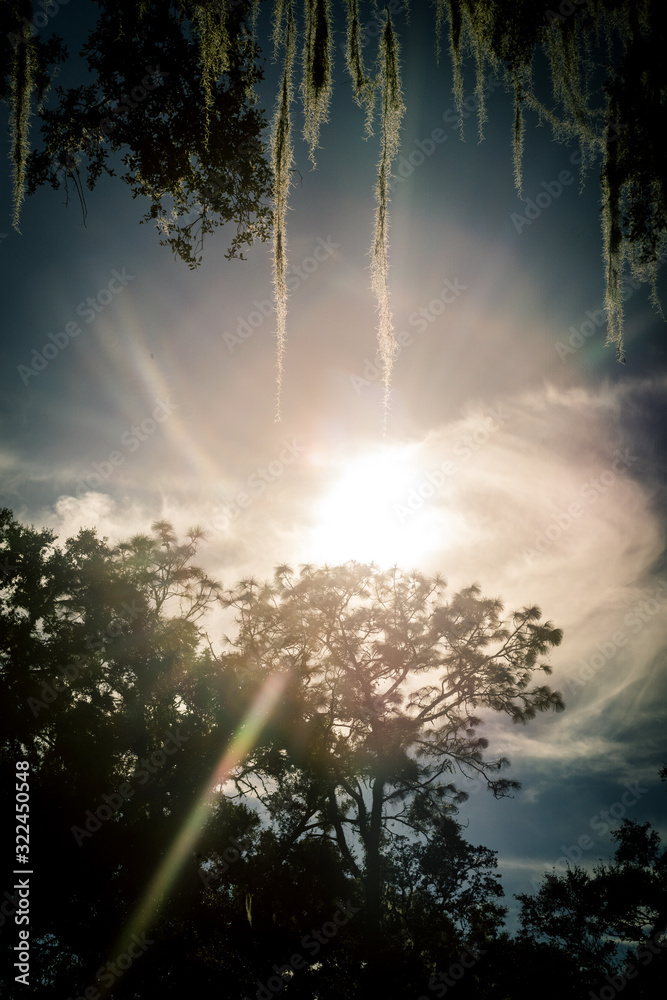 Spanish moss hanging from an oak tree in Florida illuminated by sunset light Spanish moss hanging from an oak tree in Florida illuminated by sunset light