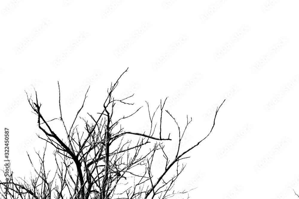 silhouette of a tree isolated on white background silhouette of a tree isolated on white background