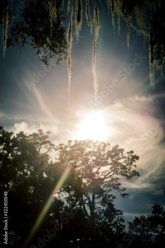 Spanish moss hanging from an oak tree in Florida illuminated by sunset light