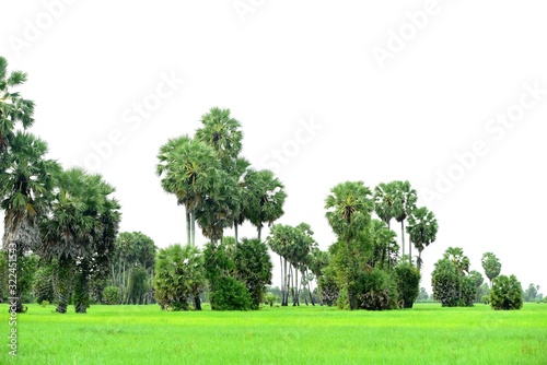 View of sugar palm and green rice fields.
