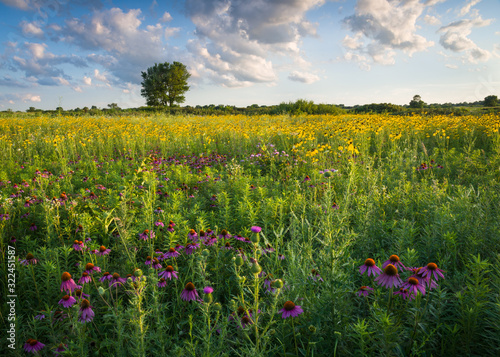 Soft light from a setting sun washes over a prairie of summer wildflowers.