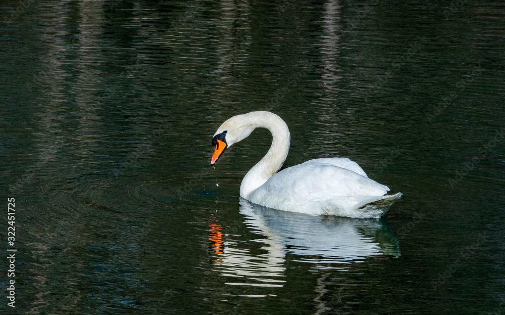 Mute Swan swimming on lake in Rome Georgia. Mute Swan swimming on lake in Rome Georgia.