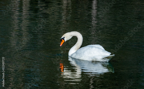 Mute Swan swimming on lake in Rome Georgia.