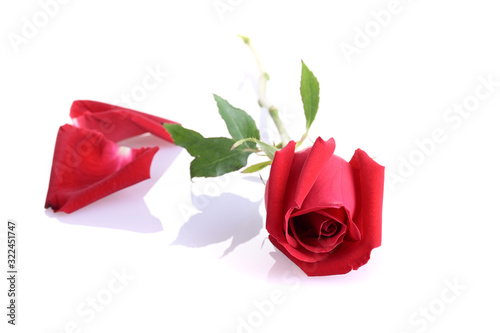 red rose flower isolated on white background