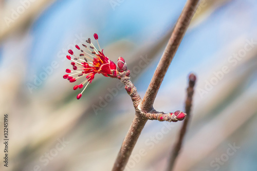 Фотография Red maple bud with blurred background