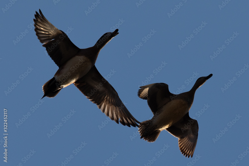 Fototapeta premium Male and female Northern Shovelers flying and quacking in beautiful light in North California