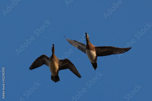 Male and female Northern Shovelers flying and quacking in beautiful light in North California