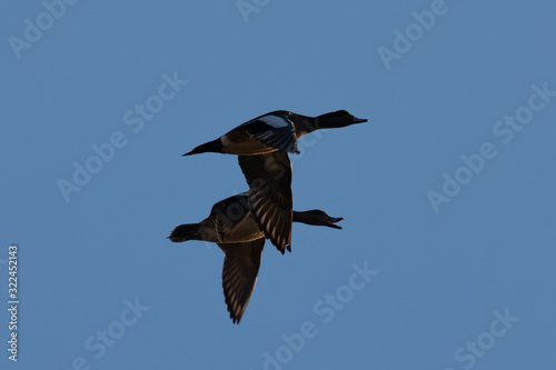 Male and female Northern Shovelers flying and quacking in beautiful light in North California