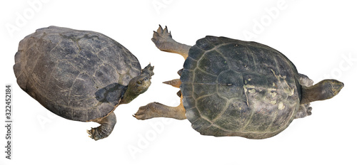 Turtle isolated on white background, Clipping path