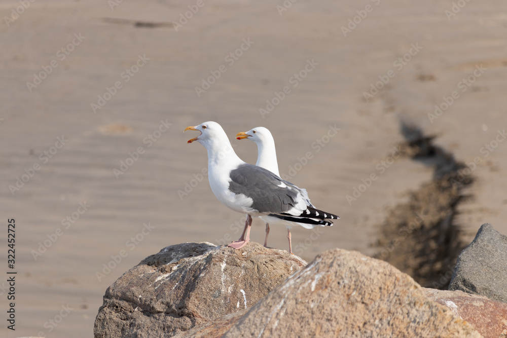 Singing Seagull