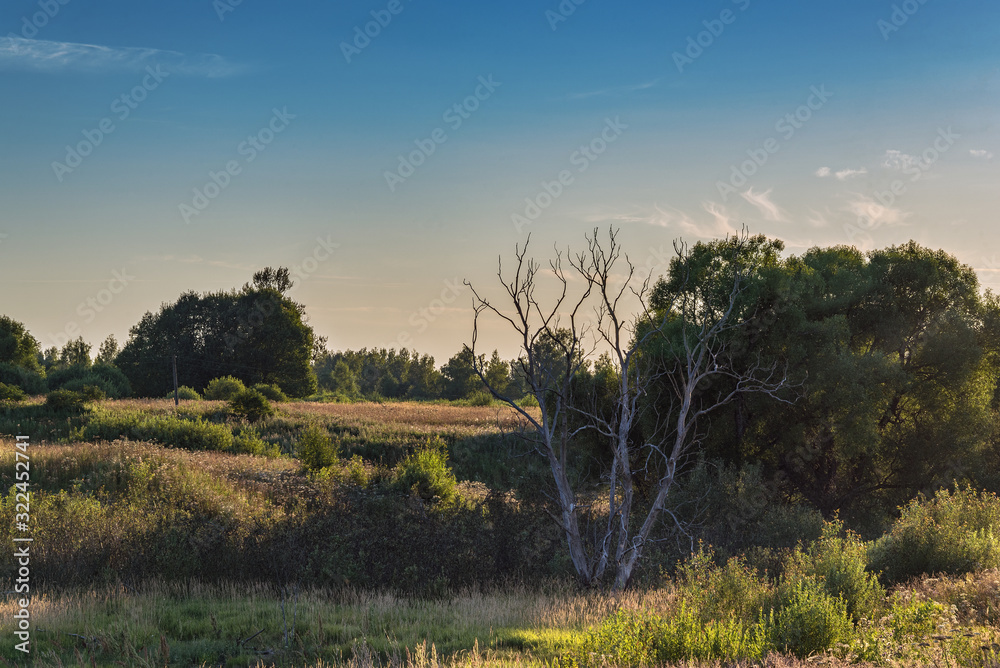 Rural landscape with a lone dried tree at sunset Rural landscape with a lone dried tree at sunset