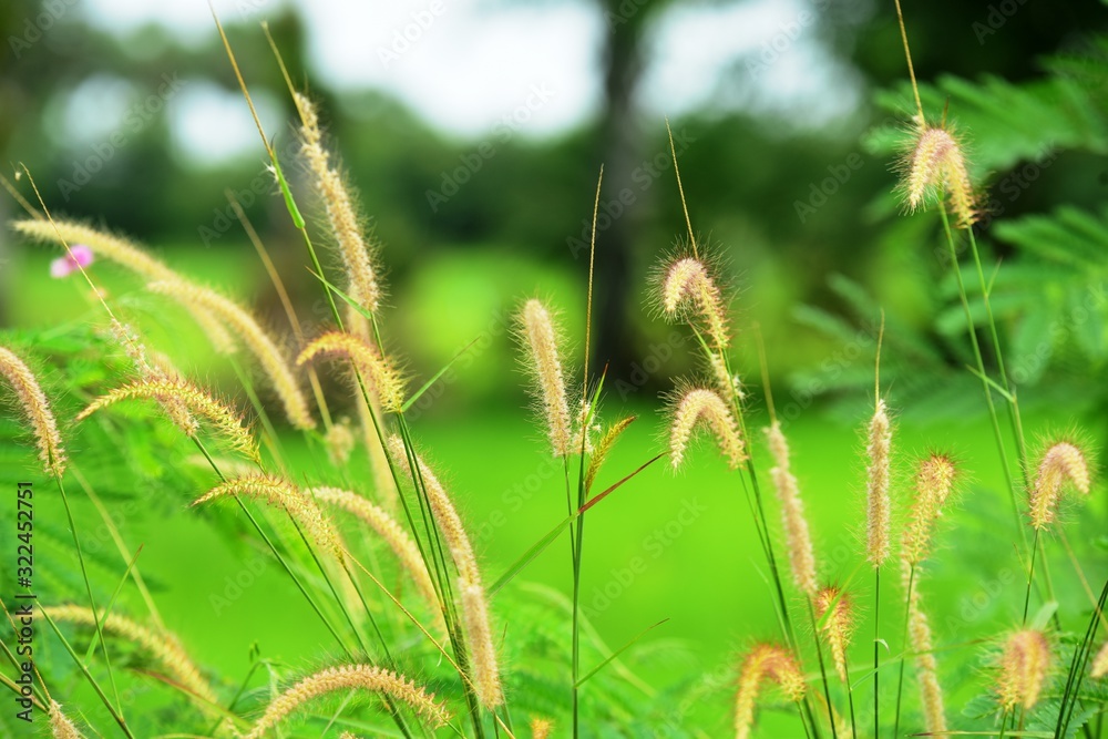 Fototapeta premium Grass flowers have a background as green fields as a background image.
