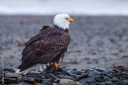 portrait of an american bald eagle