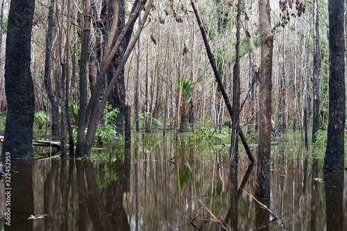 Floodwater swamps a subtropical forest, the scorched trees having endured major bushfires only a few weeks ago; one natural disaster after another in eastern Australia, in 2020. 