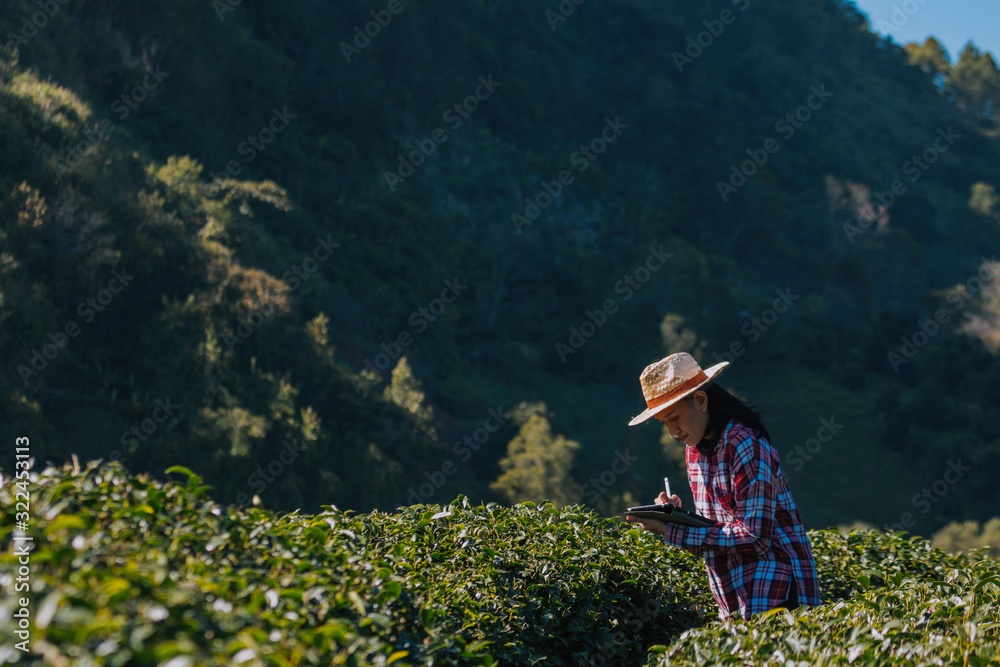 Smart farmer and plant products concept; Female gardener checking freshly plants in farm with tablet and using application for support smart farm Smart farmer and plant products concept; Female gardener checking freshly plants in farm with tablet and using application for support smart farm