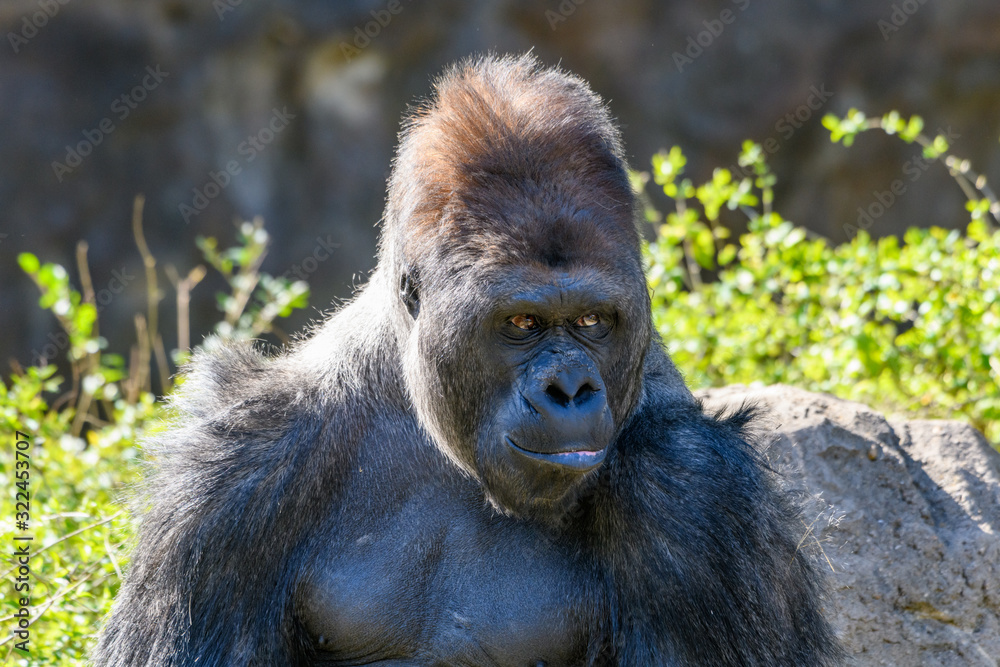 western Lowland Gorilla (Gorilla, gorilla, gorilla) western Lowland Gorilla (Gorilla, gorilla, gorilla)
