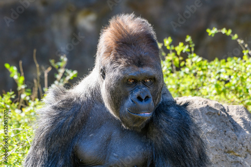 western Lowland Gorilla (Gorilla, gorilla, gorilla)