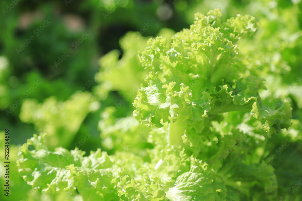 growing green salad tree in farm growing green salad tree in farm