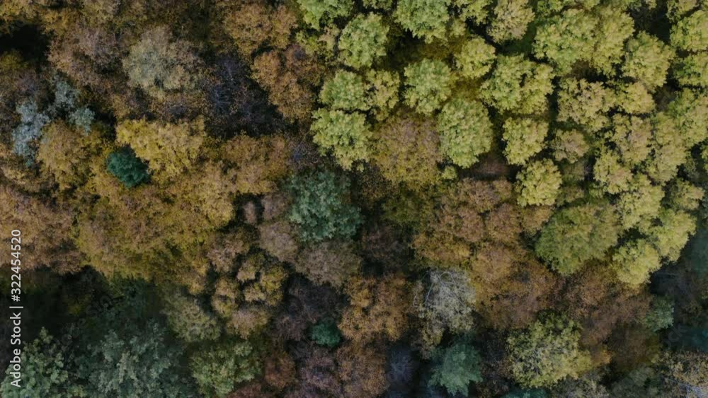 Mixed forest, green conifers, deciduous trees with yellow leaves. Fall colors countryside woodland. Mixed forest, green conifers, deciduous trees with yellow leaves. Fall colors countryside woodland.