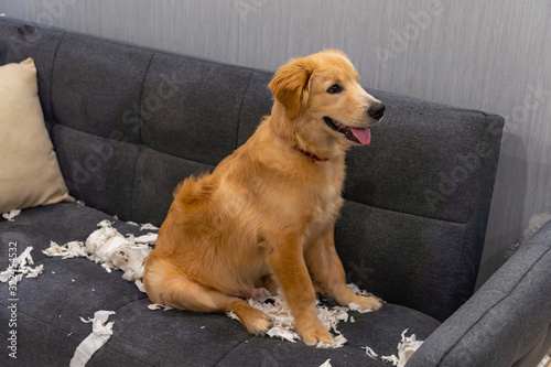 Smiling golden puppy standing on the sofa with tissue paper