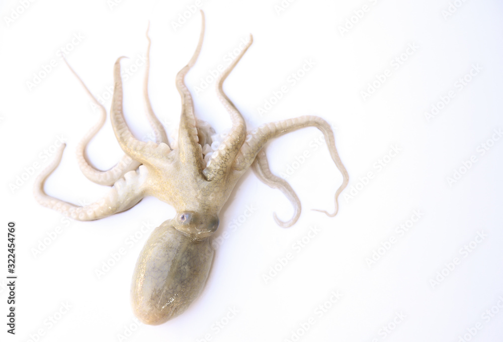 raw fresh sea squid on white background raw fresh sea squid on white background