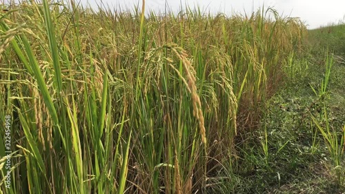 4K,Golden ear of rice ready for harvest in rice field,Jasmine rice in rice field Thailand.Gorgeous rice ears, juicy blades and verdant leaves,Jasmine rice in rice field of Pathum Thani Thailand. 4k.