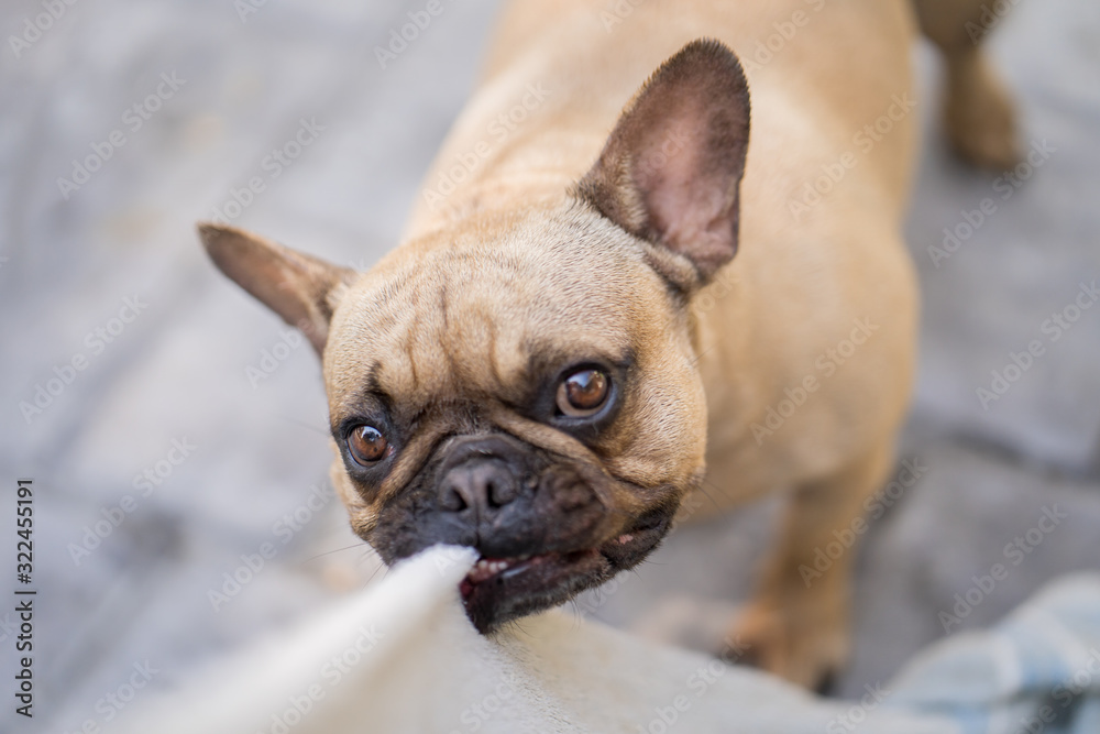 Fototapeta premium French bulldog playing with towel outdoor.