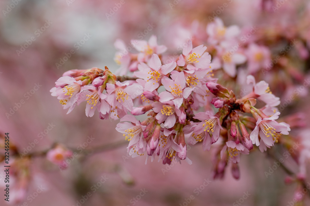 Beautiful blossom of cherries in spring time in close up. Early blossoming of cherries. A branch with pink flowers. Close up blooming cherry blossom and buds for background captured. Beautiful blossom of cherries in spring time in close up. Early blossoming of cherries. A branch with pink flowers. Close up blooming cherry blossom and buds for background captured.